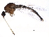  (Culiseta impatiens - BIOUG25632-H07)  @14 [ ] CreativeCommons - Attribution (2015) CBG Photography Group Centre for Biodiversity Genomics