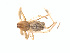  ( - BIOUG25603-E05)  @13 [ ] CreativeCommons - Attribution (2016) G. Blagoev Centre for Biodiversity Genomics
