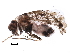  (Trichadenotecnum alexanderae complex - BIOUG31074-A04)  @14 [ ] CreativeCommons - Attribution (2016) CBG Photography Group Centre for Biodiversity Genomics