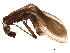  ( - BIOUG31153-H07)  @11 [ ] CreativeCommons - Attribution (2019) CBG Photography Group Centre for Biodiversity Genomics