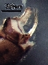  ( - BIOUG31153-H07)  @11 [ ] CC-0 (2019) David Burton Unspecified
