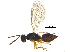  ( - BIOUG31054-G12)  @14 [ ] CreativeCommons - Attribution (2017) CBG Photography Group Centre for Biodiversity Genomics