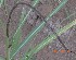  ( - SFB286)  @11 [ ] C (2024) Wasantrao Naik mahavidyalay,Aurangabad Paul Hebert centre for DNA barcoding and Biodiversity Studies