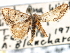  ( - BIOUG10947-C04)  @11 [ ] CreativeCommons - Attribution (2014) CBG Photography Group Centre for Biodiversity Genomics