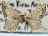  ( - BIOUG10947-C06)  @11 [ ] CreativeCommons - Attribution (2014) CBG Photography Group Centre for Biodiversity Genomics