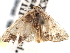  ( - BIOUG10947-C07)  @11 [ ] CreativeCommons - Attribution (2014) CBG Photography Group Centre for Biodiversity Genomics