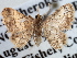  (Idaea celtima - BIOUG10947-H04)  @14 [ ] CreativeCommons - Attribution (2014) CBG Photography Group Centre for Biodiversity Genomics