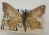  (Idaea spernata - BIOUG10947-C08)  @11 [ ] CreativeCommons - Attribution Non-Commercial Share-Alike (2014) Charles Covell University of Florida