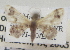  (Idaea asceta - BIOUG10947-E02)  @12 [ ] CreativeCommons - Attribution Non-Commercial Share-Alike (2014) Charles Covell University of Florida