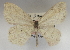  (Scopula johnstonaria - BIOUG10947-G09)  @11 [ ] CreativeCommons - Attribution Non-Commercial Share-Alike (2014) Charles Covell University of Florida