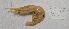  (Notostomus cf. elegans - SBB-SMP-81488)  @11 [ ] cc-by-sa (2022) South African National Biodiversity Institute South African National Biodiversity Institute
