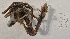  (Scyramathia hertwigi - SBB-SMP-81505)  @11 [ ] CreativeCommons  Attribution (by) (2022) South African National Biodiversity Institute South African National Biodiversity Institute