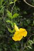  (Dolichandra unguis-cati - SanguinettiA0151)  @11 [ ] Copyright (2019) Unspecified Universidad de Buenos Aires, Facultad de Ciencias Exactas y Naturales