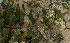  (Asclepias mellodora - SanguinettiA0357)  @11 [ ] CreativeCommons - Attribution Non-Commercial No Derivatives (2017) Agustín Sanguinetti Agustín Sanguinetti