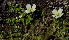  (Bacopa dubia - SanguinettiA0209)  @11 [ ] CreativeCommons - Attribution Non-Commercial No Derivatives (2017) Agustín Sanguinetti Agustín Sanguinetti