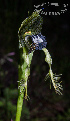  (Colletia - SanguinettiA0189)  @11 [ ] CreativeCommons - Attribution Non-Commercial No Derivatives (2017) Agustín Sanguinetti Agustín Sanguinetti