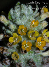  (Buddleja stachyoides - SanguinettiA0233)  @11 [ ] CreativeCommons - Attribution Non-Commercial No Derivatives (2017) Agustín Sanguinetti Agustín Sanguinetti