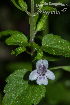  (Clinopodium brownei - SanguinettiA0229)  @11 [ ] CreativeCommons - Attribution Non-Commercial No Derivatives (2017) Agustín Sanguinetti Agustín Sanguinetti