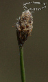  (Eleocharis cf. viridans - SanguinettiA0200)  @11 [ ] CreativeCommons - Attribution Non-Commercial No Derivatives (2017) Agustín Sanguinetti Agustín Sanguinetti