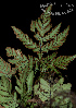  (Doryopteris concolor - SanguinettiA0204)  @11 [ ] CreativeCommons - Attribution Non-Commercial No Derivatives (2017) Agustín Sanguinetti Agustín Sanguinetti