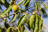  ( - SanguinettiA0269)  @11 [ ] CreativeCommons - Attribution Non-Commercial No Derivatives (2017) Agustín Sanguinetti Agustín Sanguinetti