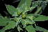  (Euphorbia papillosa - SanguinettiA0205)  @11 [ ] CreativeCommons - Attribution Non-Commercial No Derivatives (2017) Agustín Sanguinetti Agustín Sanguinetti