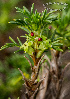  (Margyricarpus - SanguinettiA0182)  @11 [ ] CreativeCommons - Attribution Non-Commercial No Derivatives (2017) Agustín Sanguinetti Agustín Sanguinetti