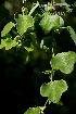  (Passiflora elegans - SanguinettiA0267)  @11 [ ] CreativeCommons - Attribution Non-Commercial No Derivatives (2017) Agustín Sanguinetti Agustín Sanguinetti