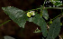  (Passiflora misera - SanguinettiA0304)  @11 [ ] CreativeCommons - Attribution Non-Commercial No Derivatives (2017) Agustín Sanguinetti Agustín Sanguinetti