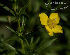  (Scoparia - SanguinettiA0254)  @11 [ ] CreativeCommons - Attribution Non-Commercial No Derivatives (2017) Agustín Sanguinetti Agustín Sanguinetti