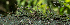  (Tillandsia tricholepis - SanguinettiA0246)  @11 [ ] CreativeCommons - Attribution Non-Commercial No Derivatives (2017) Agustín Sanguinetti Agustín Sanguinetti