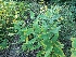  ( - SNMP115)  @11 [ ] CreativeCommons  Attribution Non-Commercial Share-Alike (2019) Eva Uhercikova Slovak National Museum-Natural History Museum