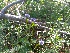  (Globularia - SNMP176)  @11 [ ] CreativeCommons  Attribution Non-Commercial Share-Alike (2020) Eliska Stubnova Gburova Slovak National Museum-Natural History Museum