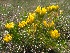  (Chamaecytisus - SNMP178)  @11 [ ] CreativeCommons  Attribution Non-Commercial Share-Alike (2020) Eliska Stubnova Gburova Slovak National Museum-Natural History Museum