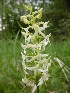  (Platanthera x hybrida - SNMP226)  @11 [ ] CreativeCommons  Attribution Non-Commercial Share-Alike (2018) Eliska Stubnova Gburova Slovak National Museum-Natural History Museum