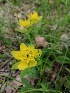  (Euphorbia epithymoides - SNMP304)  @11 [ ] by-nc-sa (2021) E. Gburova-Stubnova Slovak National Museum-Natural History Museum