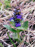  (Ajuga genevensis - SNMP307)  @11 [ ] by-nc-sa (2021) E. Gburova-Stubnova Slovak National Museum-Natural History Museum