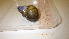  ( - 22-SNAIL-0031)  @11 [ ] CreativeCommons - Attribution Share-Alike (2023) Unspecified Drexel University, Academy of Natural Sciences