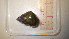  ( - 22-SNAIL-0032)  @11 [ ] CreativeCommons - Attribution Share-Alike (2023) Unspecified Drexel University, Academy of Natural Sciences