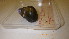  ( - 22-SNAIL-0032)  @11 [ ] CreativeCommons - Attribution Share-Alike (2023) Unspecified Drexel University, Academy of Natural Sciences
