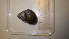  ( - 22-SNAIL-0033)  @11 [ ] CreativeCommons - Attribution Share-Alike (2023) Unspecified Drexel University, Academy of Natural Sciences