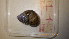  ( - 22-SNAIL-0034)  @11 [ ] CreativeCommons - Attribution Share-Alike (2023) Unspecified Drexel University, Academy of Natural Sciences