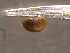  (Menetus - 22-SNAIL-0145)  @11 [ ] CreativeCommons - Attribution Share-Alike (2023) Unspecified Drexel University, Academy of Natural Sciences