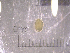  ( - 22-SNAIL-0386)  @11 [ ] CreativeCommons - Attribution Share-Alike (2023) Unspecified Drexel University, Academy of Natural Sciences