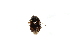  (Deraeocoris pulchellus - SNU079)  @13 [ ] CreativeCommons - Attribution Share-Alike (2015) Unspecified Seoul National Uiversity