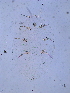  ( - SNU278)  @13 [ ] CreativeCommons - Attribution Share-Alike (2015) Unspecified Seoul National Uiversity