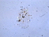  (Rastrococcus invadens - SNU335)  @13 [ ] CreativeCommons - Attribution Share-Alike (2015) Unspecified Seoul National Uiversity