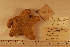  ( - 06_0233)  @11 [ ] CreativeCommons - Attribution Non-Commercial Share-Alike (2012) CreativeCommons - Attribution Non-Commercial Share-Alike MNHN