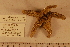  ( - 06_399_I)  @12 [ ] CreativeCommons - Attribution Non-Commercial Share-Alike (2012) CreativeCommons - Attribution Non-Commercial Share-Alike MNHN