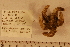  ( - 06_399_J)  @12 [ ] CreativeCommons - Attribution Non-Commercial Share-Alike (2012) CreativeCommons - Attribution Non-Commercial Share-Alike MNHN